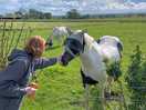 The horses in the field next door
