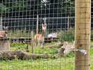 Llamas
