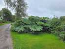 Stunning bush on road in