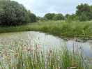 Wildlife pond