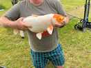 Koi carp caught in the bottom lake
