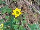 Wildflowers