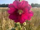 Wild flower