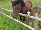 Horses next to camp