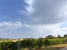 Beautiful vineyard