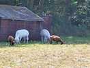 Enjoyed seeing the farm animals