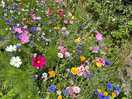 Wild flowers