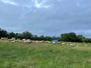 Field