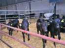 Cows in the barn as you enter the yard.