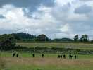 Our friendly a alpaca neighbours