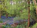 Carpets of blurbells in the woods.