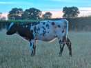 Lovely to see the farmers cows in the next field