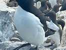 Farne islands trip razorbill