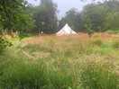 View of the tent through the wild flower meadow
