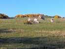 Lambing season