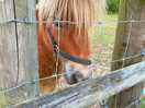 Pony