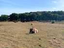 The cows on the farm