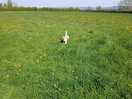Bertie enjoying the open field