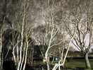 Some of the lovely trees onsite with nature walks around them.