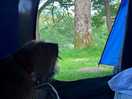 Mavis enjoying her campsite views