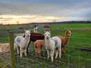 Llamas