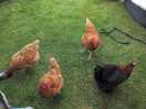 Chickens