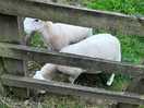 Lovely friendly animals, my son loved it x