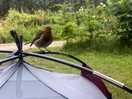 Very friendly robin even brought its chick down to beg for crumbs
