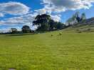 Sheep 🐑 this is behind our pitch