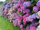 Gorgeous flowers