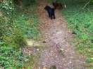 Walkies in the woods