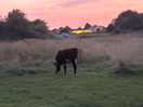 Amazing sun set with the animals on
