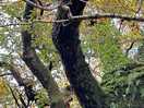 Our first red squirrel!!