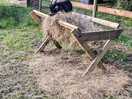 The children loved the animals - especially pickle and onion.