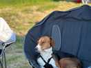 Dog enjoying the peaceful campsite