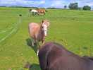 Farm