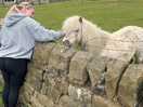 Horses