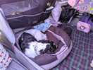 Louie loved the site but dozed off after the tree trip out!