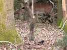 Deer close to our caravan