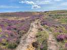 On the moor walk close to site