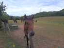 Horses around the corner from the campsite.