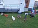 Visit from the chickens
