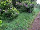 Lovely walks