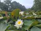 The monet lake; absolute bliss!