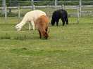 Lovely alpacas