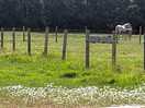 Horses beside the camping field