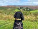 Otto surveying the land