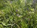 Beautiful bluebells