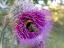 Thistles a plenty
