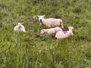 Sheep on trail